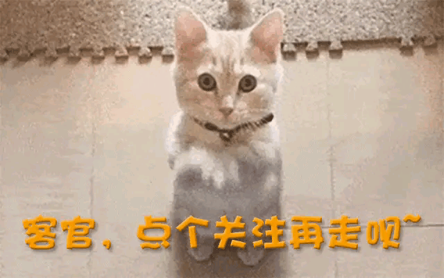 要是输了, 换帅的打算, 指望塞蒂恩